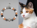 calico cat