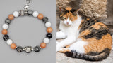 calico cat