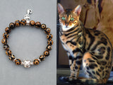 Bengal cats
