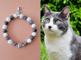 gray white cat