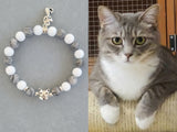 gray tabby cat