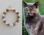 gray tortoiseshell cat